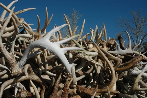 antler_growth_574_382_s