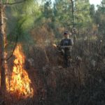 The author's son, Jake, assists with prescribed fire in a stand of longleaf pine. Longleaf tolerates fire at an early age and admits more sunlight than other pines, allowing for management of early successional cover. Note the amount of cover throughout this stand of longleafs.