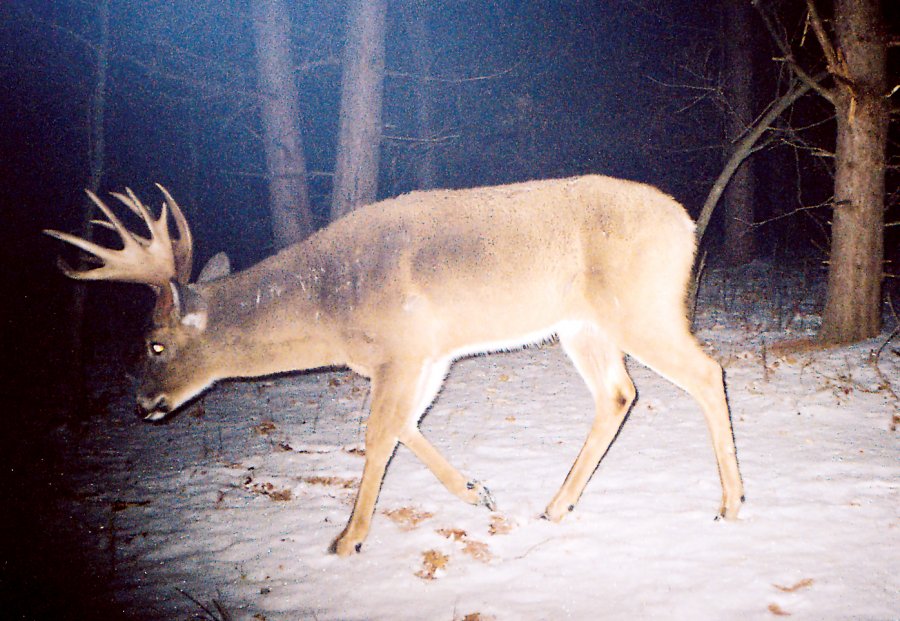 five_tips_for_photographing_mature_bucks__large