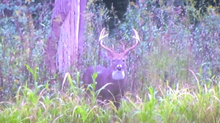 8 Tips for Beating Buck Fever photo three