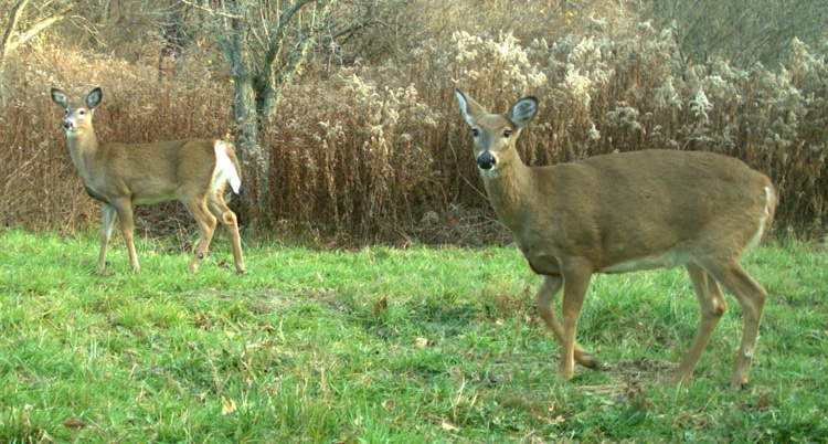 The fawn (left) with this adult doe has grown completely out of its spots, is fully weaned, and is capable of surviving on its own if the doe is killed by a hunter.