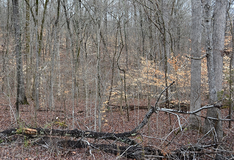 If your woods look like this, they could use some management. Killing undersirable trees by girdling and spraying, or felling, will improve the forage and cover available in the stand.