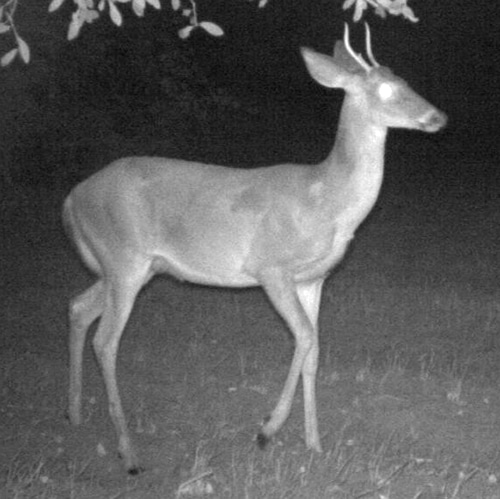 If you fumble every other aging decision but manage to protect most or all of the yearlings like this buck, your hunting is still going to get a lot better in the future.