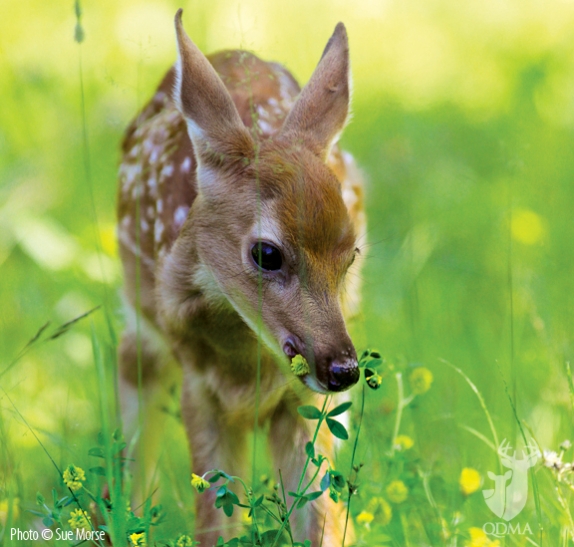 fawn_foraging_cc1_574_547_s