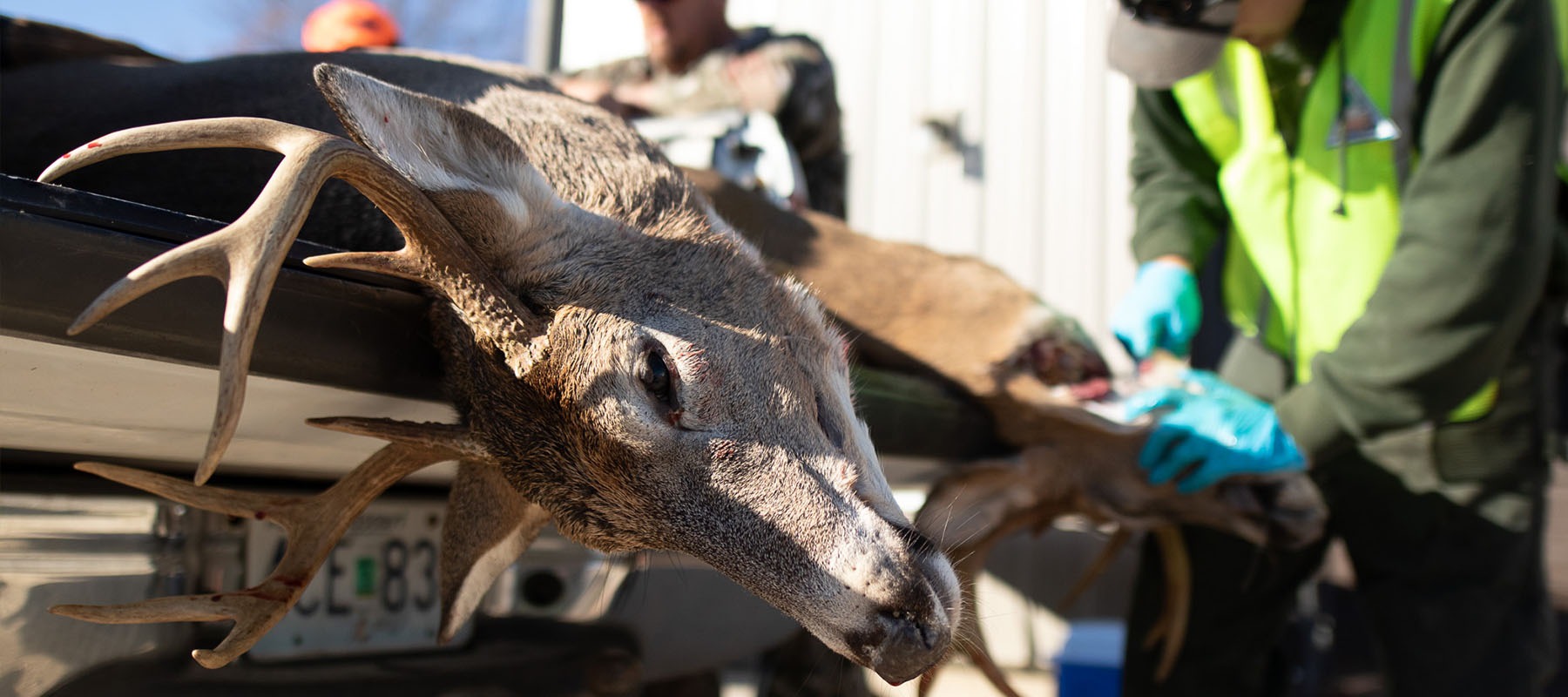 Photo of a dead buck being tested for CWD.
