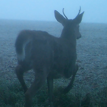 Photo of a small buck moving at dawn or dusk.